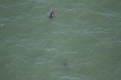 Missing Picture